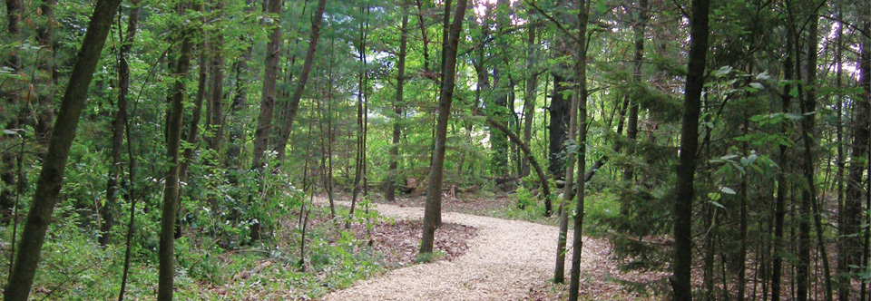 photo of Du Bois home site; forest with path curving to left